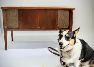 Dog sitting next to a vintage wooden cabinet.